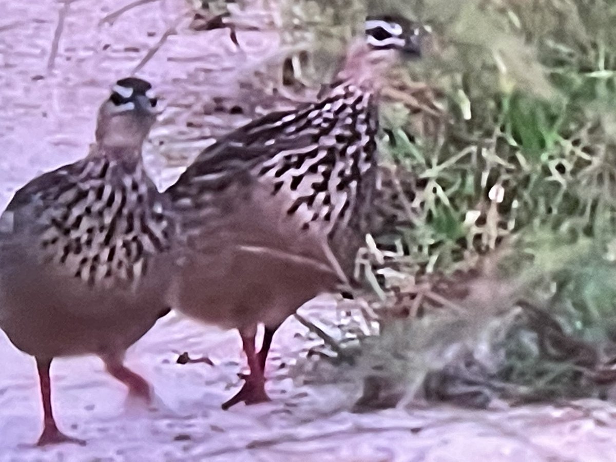 Francesca and Frank #Crestedfrancolin #Wildearth