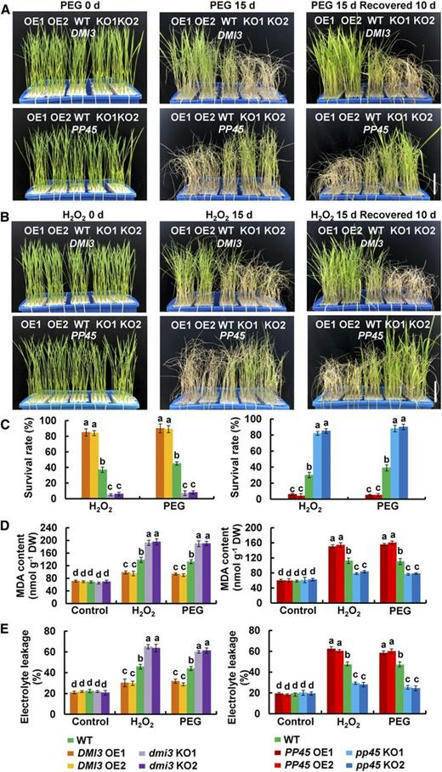 Abscisic Acid Inhibits Rice Protein Phosphatase PP45 via H2O2 and Relieves Repression of the Ca2+/CaM-Dependent Protein Kinase DMI3 sco.lt/5GYQoS