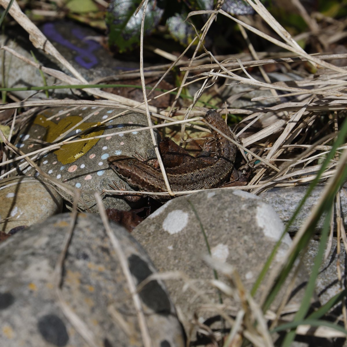 Meet Stumpy! This wee Lizard has lost part of it's tail at some point making it easy to identify. Keep your eyes peeled down by the Icehouse door and see if you can spot Stumpy or any of their friends. 📷WDC/ Cath Bain