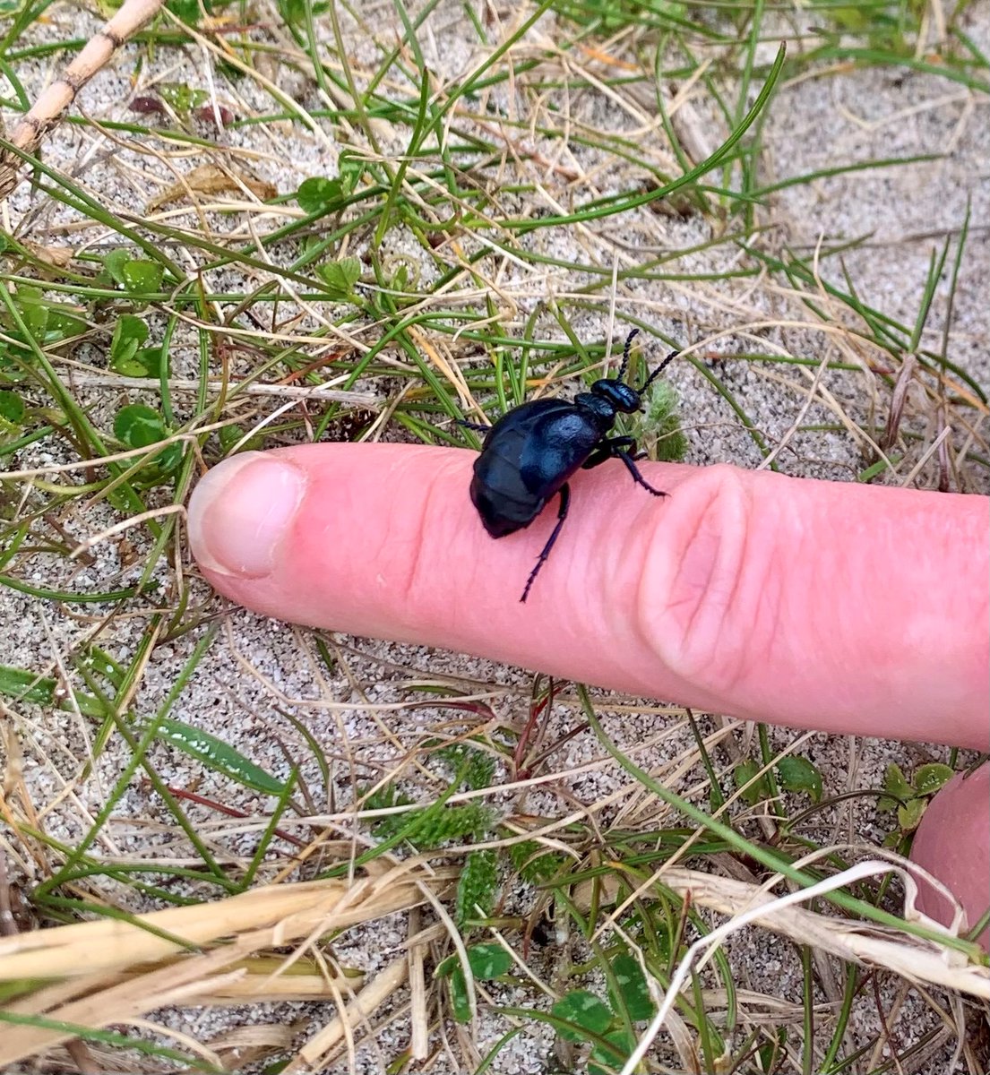 Thanks to Buglife's Scottish Oil Beetle Hunt & surveying conducted through Species on the Edge, Scottish records of oil beetles on @iRecordWildlife more than doubled last year! Let's keep it up! Join the Scottish #OilBeetleHunt in 2024! buglife.org.uk/news/buglife-l… @Buzz_dont_tweet
