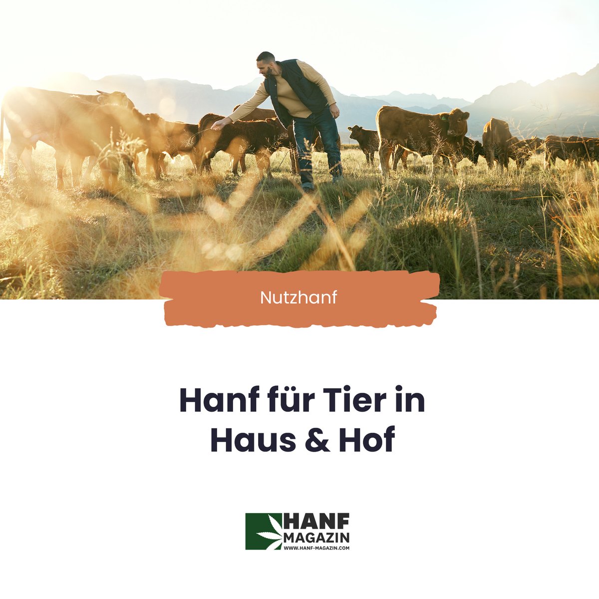 hanfmagazin's tweet image. Hanf für Tier in Haus &amp;amp; Hof

Link zum Artikel im Hanf Magazin: eu1.hubs.ly/H08mhlj0      

⏩ Dieser Artikel erschien in der Hanf Magazin Print-Ausgabe 14: eu1.hubs.ly/H08mgH50

#hanfmagazin #tierfutter #tiere #futter #nutzhanf #haustiere #hanffutter