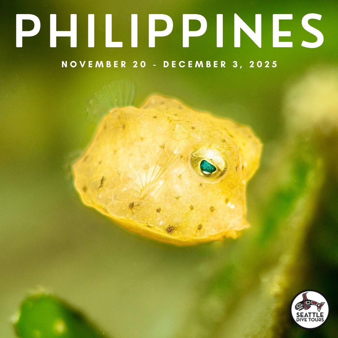 Baby boxfish are simply the cutest creatures in the entire world. Want to watch one flutter before your very eyes?

Join Seattle Dive Tours on a 13-day dive trip to the stunning islands of the Philippines.

November 20 - December 3, 2025

Link in Bio. 📸: <a href="/olivia/">olivia clare</a>.scubas