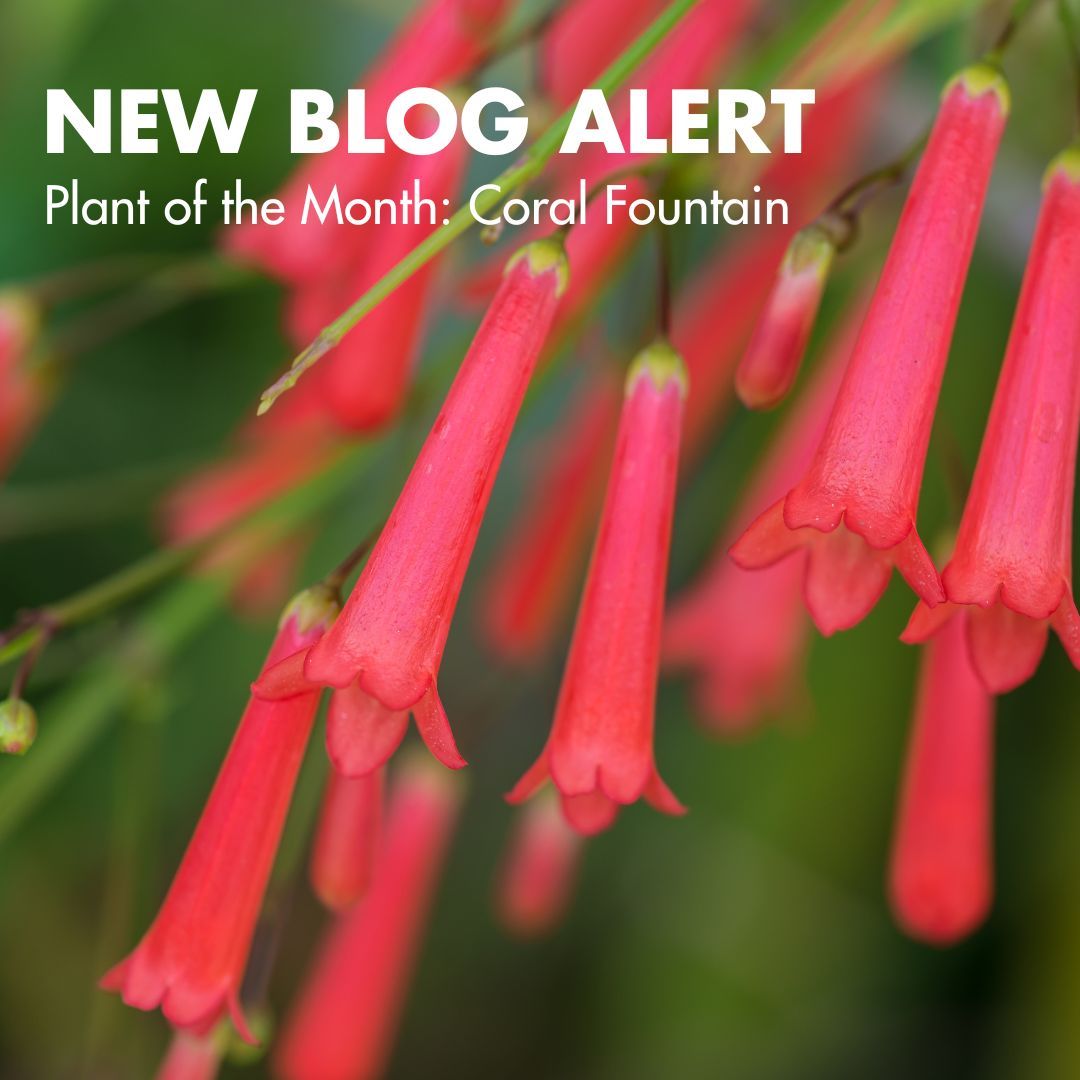 Looking for a show-stopping addition to your garden? Meet our Plant of the Month: the Coral Fountain! 🌿 Discover its bold beauty and find out why it's a must-have for any landscape. Learn More: buff.ly/49jeq4V #ShowStopperPlants #PlantOfTheMonth