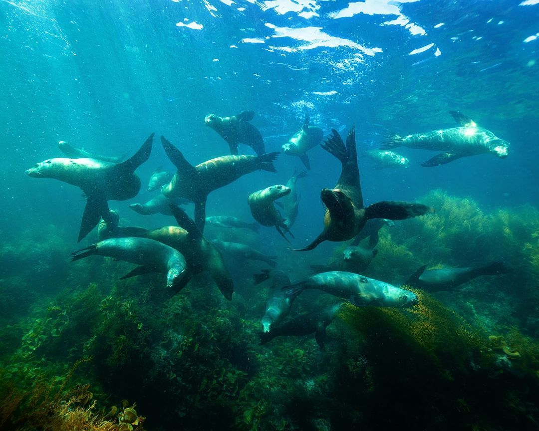 Underwater paradise 💧 #pinchelobos By @adamernsterwildlife