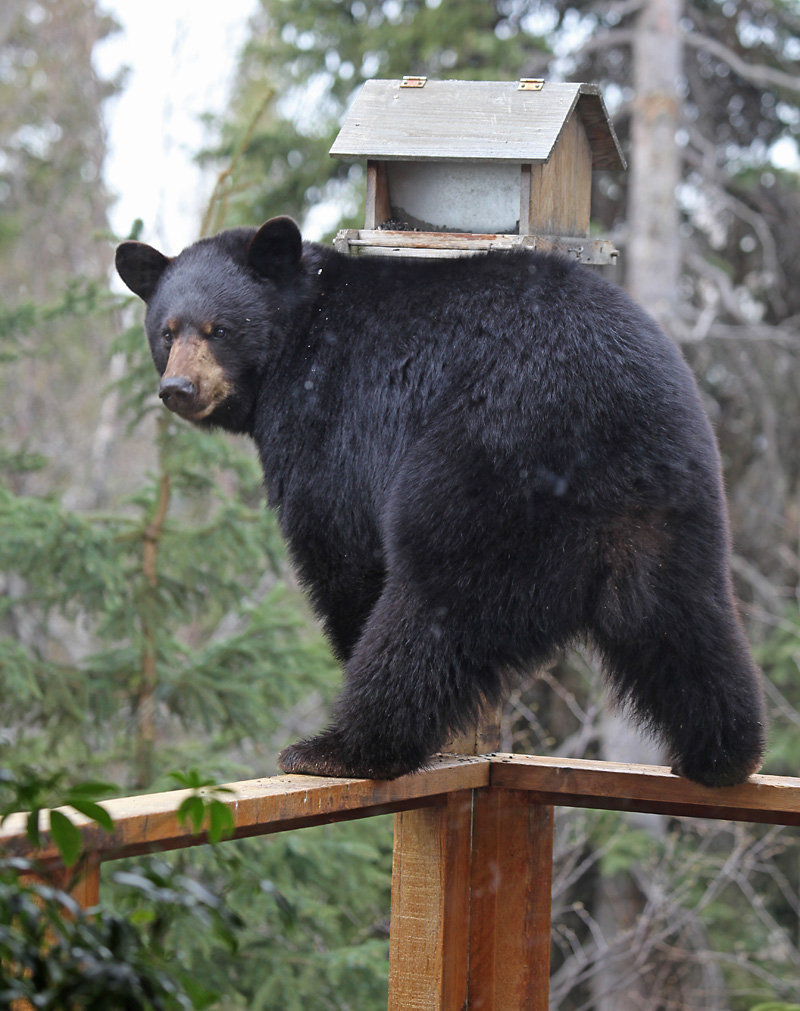 Spring: It’s giving buds, bugs, and BEARS. 🐻Keep bears and humans safe by securing food, pet-food, trash, and scented items indoors or in bear-resistant containers. ✅ Put birdfeeders inside as easily accessible and high calorie seed can be a bear attractant. 📸 Tim Bowman/USFWS