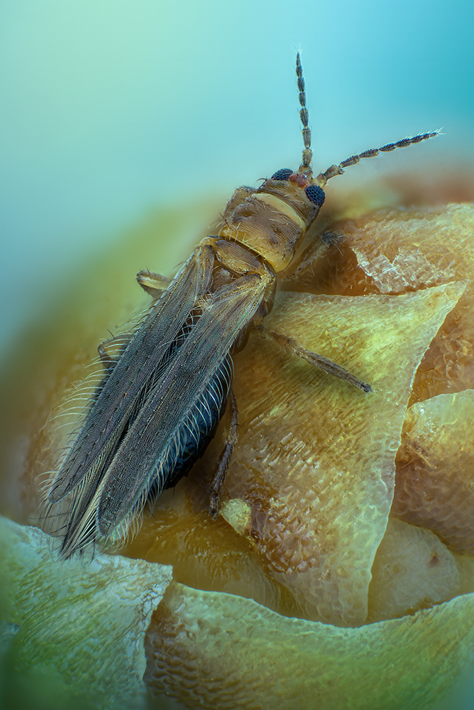 Ankothrips niezabitowskii (female). Made another image, more dorsally. If you have a closer look, you may recognise the ocellar hump present in Ankothrips.