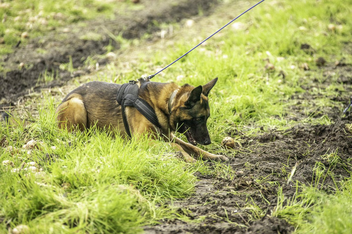 Agricultural Detection Dogs Early detection of diseases, invasive species, and insects is vital, as farmers strive to identify them as early as possible. Detection dogs can detect these issues at an early stage before they are visible to the naked eye.