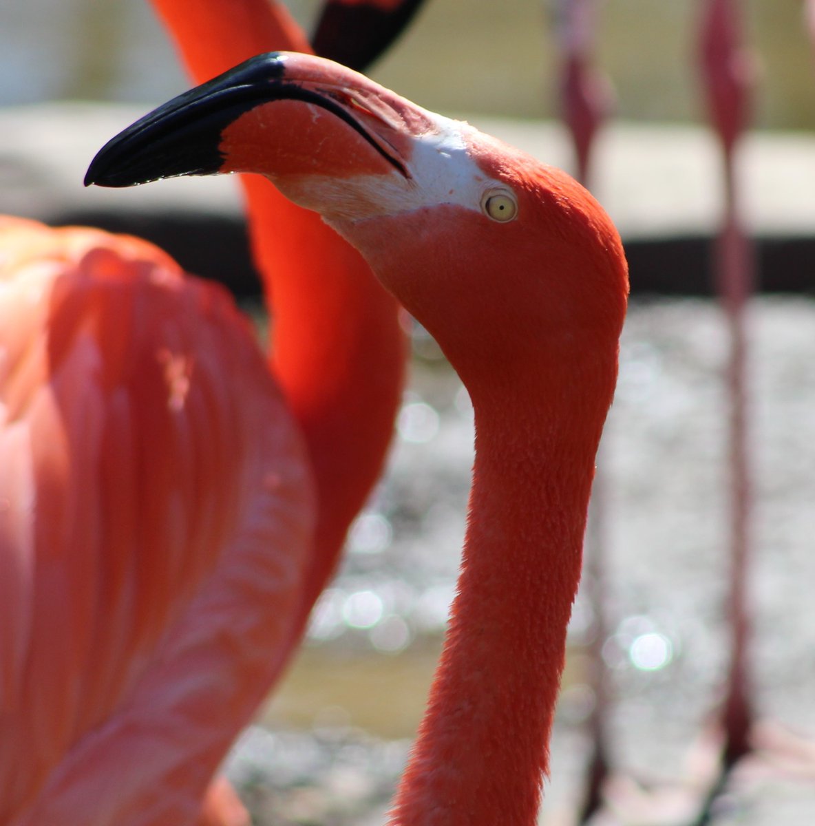 These are just some of our great April photo contest entries! Head over to our Facebook page to vote for your favorite (bit.ly/3J8CqgB) and don't forget to submit your own image at Marylandzoo.org/photocontest. 📸