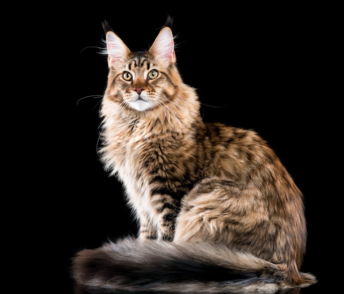 La raza de Los maine coon es majestuosa y cariñosa.

¡Ellos te darán una compañía felina que llena de amor y diversión tu hogar! 🐱💖

 #MaineCoonLove