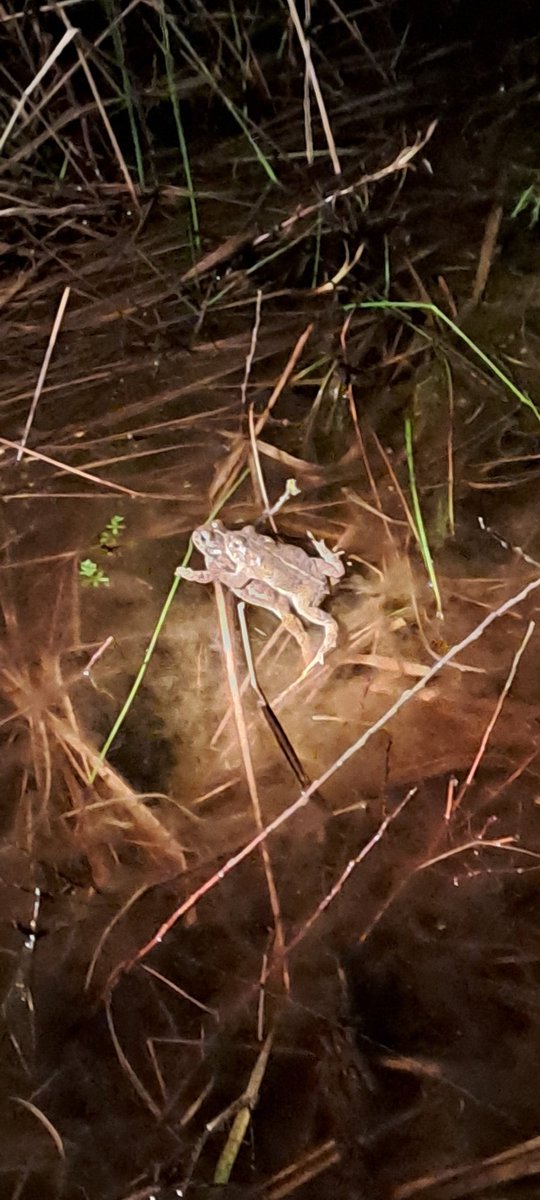 ntsandscalehaws's tweet photo. #NatterjackToad season is well under way at @ntsandscalehaws Spawn strings seen since late March, adults including those in amplexus being seen during the day and an evening chorus to be cherisehed. Here's a sample from last night's sample survey #SandscaleHaws40 https://t.co/nXxcqbR6Dj