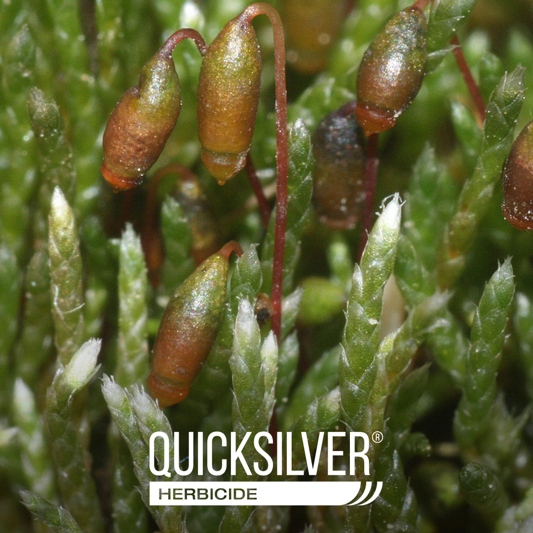 Silvery thread moss is a persistent turf disease species that can thrive in nearly any environment, especially when holes are left in turf via aerifications. Applying QuickSilver® prior to and following aerification can help maintain control. hubs.ly/Q02r90MJ0