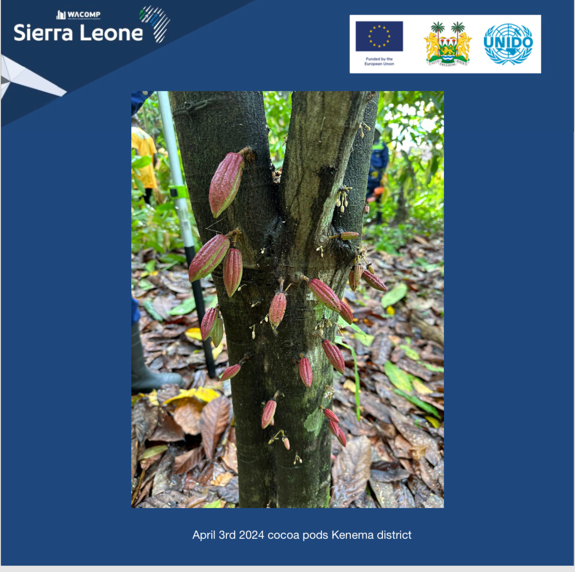 April 3rd- the <a href="/EUinSierraLeone/">EU in Sierra Leone</a> -funded #WACOMP_SL 🇸🇱<a href="/UNIDO/">UNIDO</a> team are in Kenema monitoring the school farms developed for cocoa farmers to receive new trainings and to continue implementation by empowering the community to take ownership. #cocoa #Sierraleone #farmers
