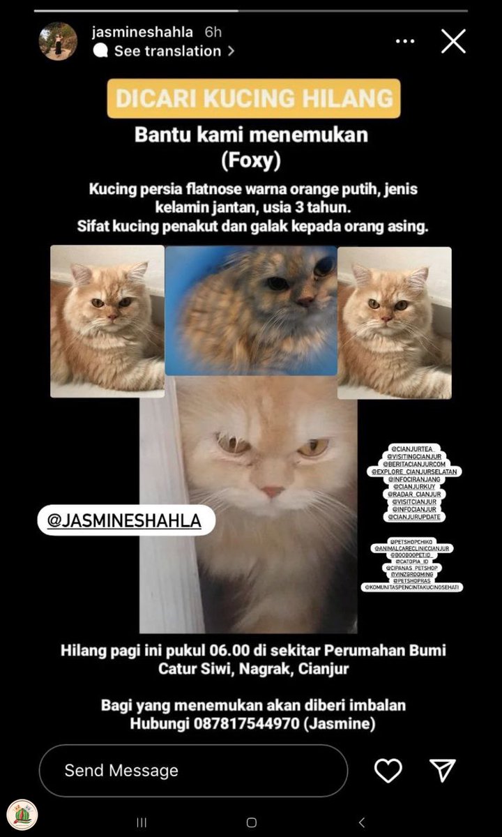 kochengfs's tweet photo. 🐈 ‼️Temen-temen mohon bantuannya‼️ 
Dicari FOXY kucing oren putih hilang di Cianjur. Ciri: lihat gambar. Hilang hari ini (Kamis, 4 April 2024) jam 06.00. Mohon hubungi CP jika ditemukan atau dijual di fb, ig, dsb. Terima kasih🙏 https://t.co/E1FIn7Q4Me