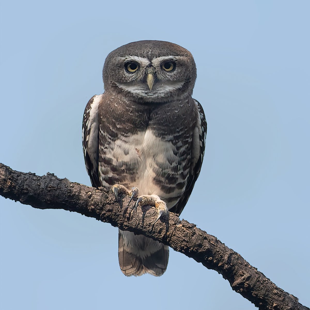 #SpectacularSpecies

Our today's theme is 'Spectacular Species'. Do post your beautiful / eye-catching / endangered bird species. Most liked pic in comment, will be reposted. Do vote for best.

Forest Owlet

An endangered & endemic bird of Central India.

#IndiAves #ThePhotoHour