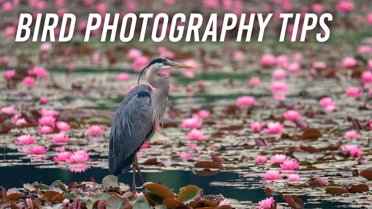 . @Sigma_Photo Ambassador Martina Abreu will go over the best ways to find and photograph birds, without disturbing their natural habitats. Watch now 🦅 bhpho.to/4coukha