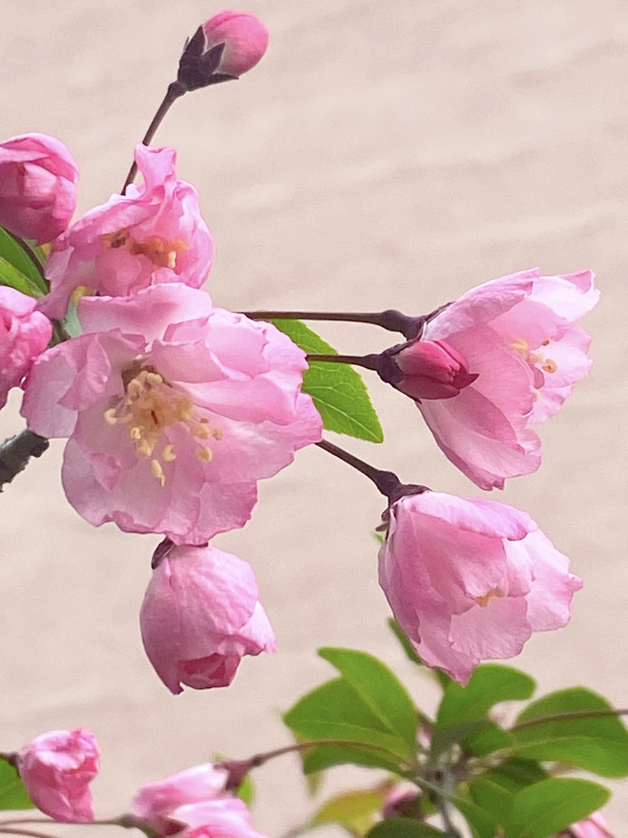 yunInformation's tweet photo. ꒰*´`*꒱ノ゙こんばんは☆彡˖°✧˖°
✨🌸✨近所の #桜 もようやく七分咲きになり、見頃になってきました♪お庭の #かいどう桜 はまだ2部咲きぐらいでしょうか。お天気や気温の変化は激しい(激しすぎてどうかと思う💧)ですが、ウキウキする季節ですね♪良い春をお過ごしください♡
#4Apr https://t.co/LaZRrYTxBl