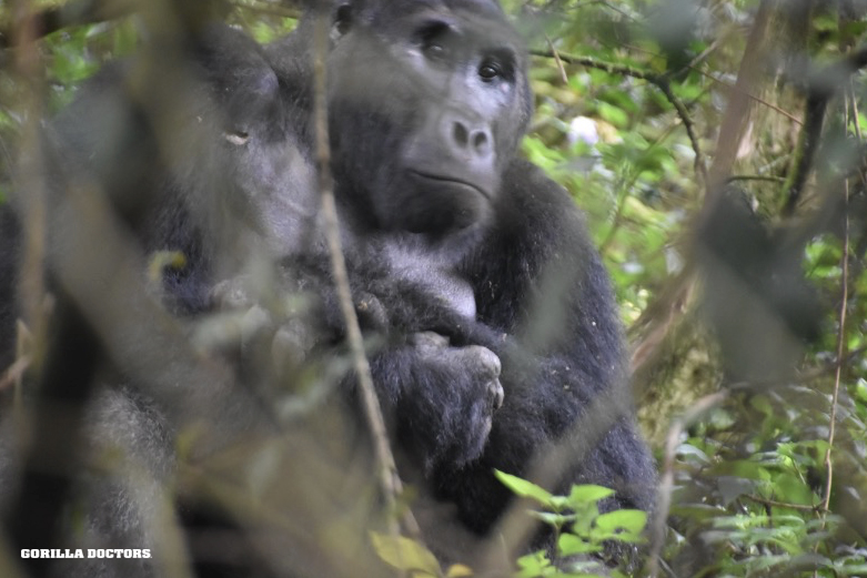 Photos from 2 different health check of Kabare group, 10 #criticallyendangered Grauer's gorillas in Kahuzi-Biega NP, DRC. First is a rare pic of one of the group's 3 babies. Pic 2: silverback Kabare. So often they are in dense vegetation, making visual health checks harder!