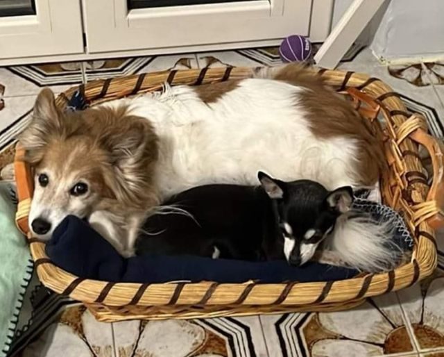 🆘🥺🆘😢🆘 REGINA e MOLLY 💖 FEMMINE DI 11 E 13 ANNI La proprietaria è gravemente malata, si cerca adozione urgentissima prima che entrino in canile , dove la loro vita diventerebbe un inferno 😭 Diamo loro una mano , forza ‼️ Si trovano in pv di Teramo 333 374 3170 320 616 9191