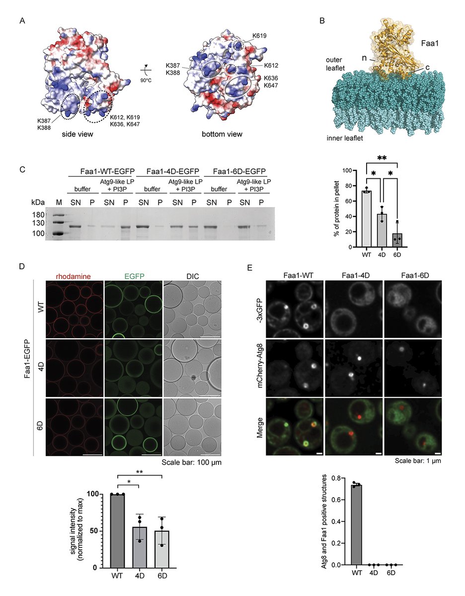 Baumann, Achleitner, @susanna_tulli, @martens_sascha et al. @MaxPerutzLabs dissect Faa1 function and recruitment during #autophagy. They discover that Faa1 is directly recruited to membranes via a positive patch on the protein surface. hubs.la/Q02rQDyn0 #membrane #lipid