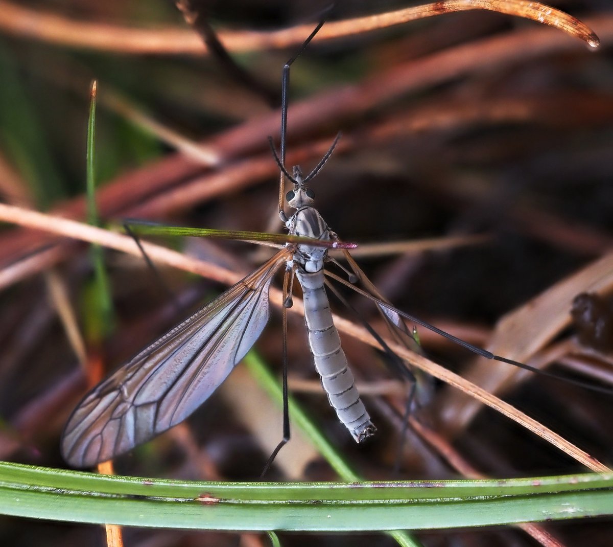 Tipula subnodicornis ♂...a cranefly abundant in North-west Sutherland around boggy pools this last week. @CRStipula @DipteristsForum