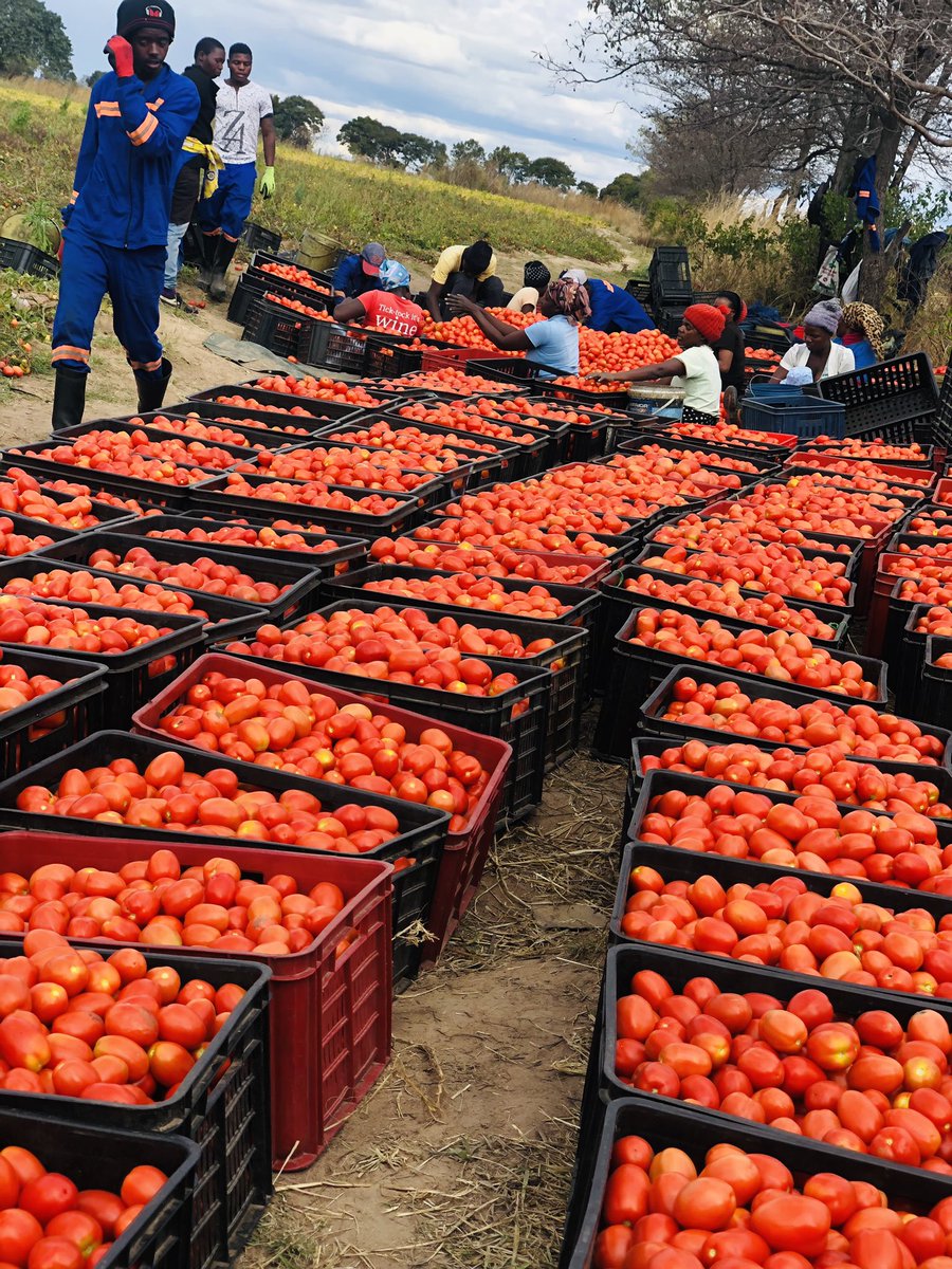 16 FACTORS YOU SHOULD CONSIDER FOR SUCCESSFUL FARMING 1) Market Research: People eat every single day is not Market research . 2) Business Plan: Create a detailed business plan outlining your farm’s goals, financial projections, marketing strategies, and operational plans. 3)