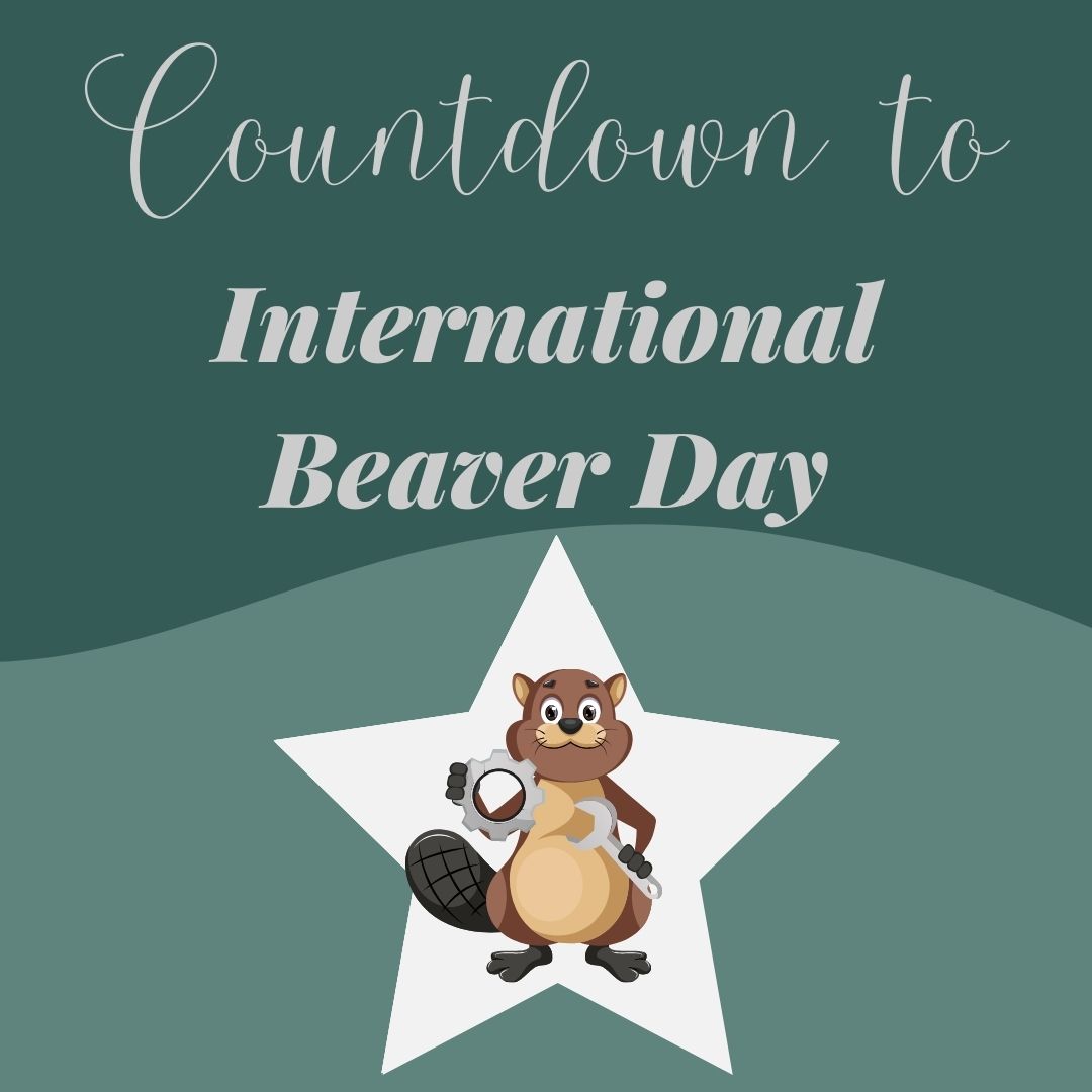 Starting our countdown to #InternationalBeaverDay 🌳! Did you know beavers are vital for our ecosystems, often referred to as ecosystem engineers. Stay tuned this week as we dive into the world of beavers and their incredible environmental benefits. #BeaverFacts