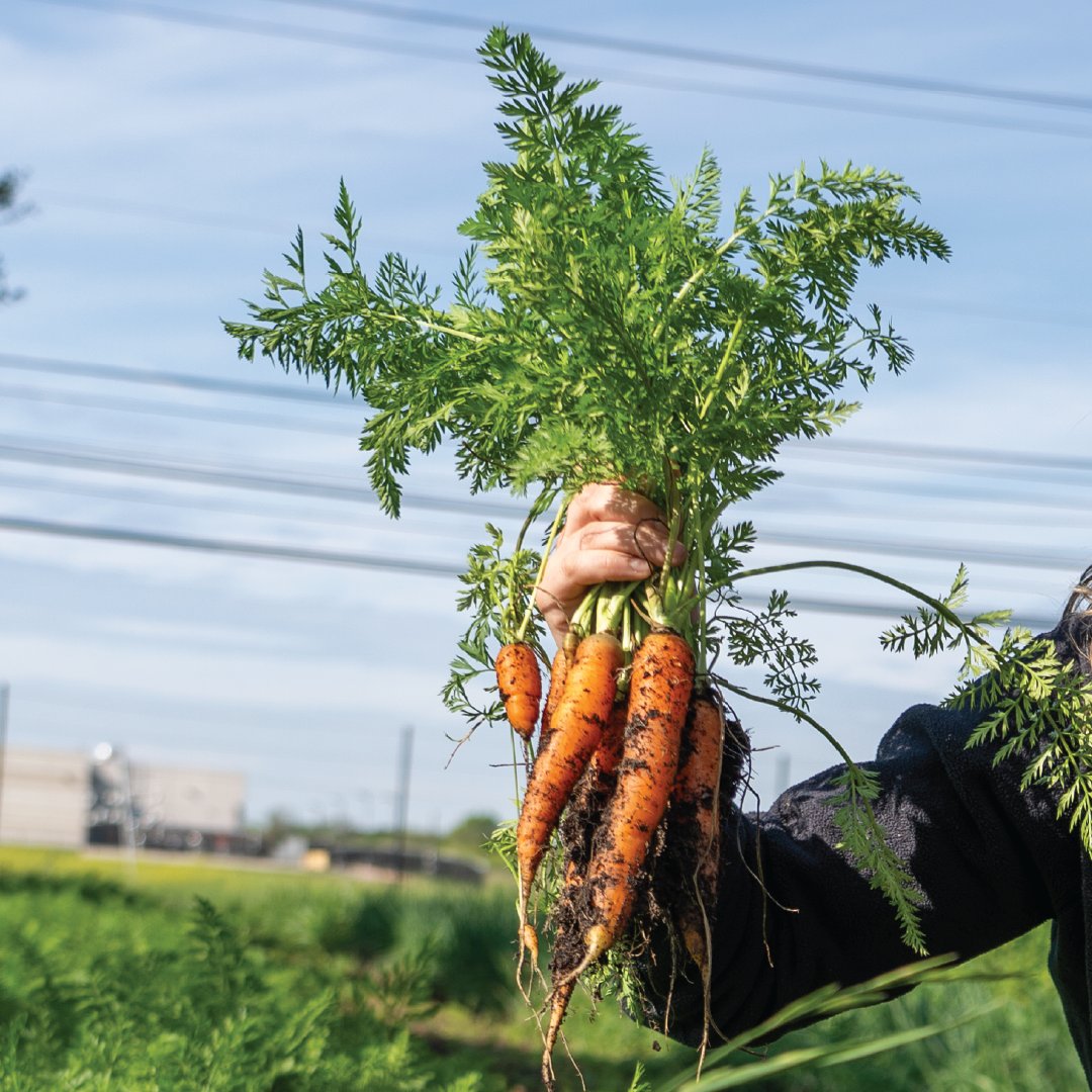 It's International Carrot Day, and we're we're carrot-crazy! 🥕 🥕 🥕 Our amazing gardeners are out here growing these nutrient-dense powerhouses, ensuring access to fresh produce for our community. #InternationalCarrotDay #FreshProducePower #CentralTexasFoodBank