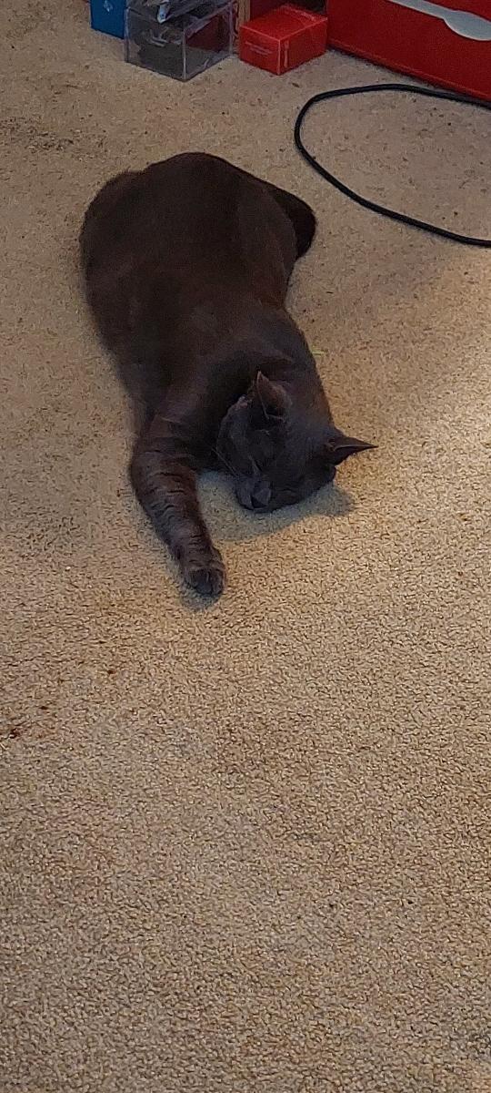 Just me napping with bits of catnip on carpet 😺 That nip was that good good! 😸

#Catnip #CatDrugs #CatsOfTwitter #CatsOnTwitter #CATSEASON #CatsOfX #ThatCatPat #TCP #LifeasCatisGreat
