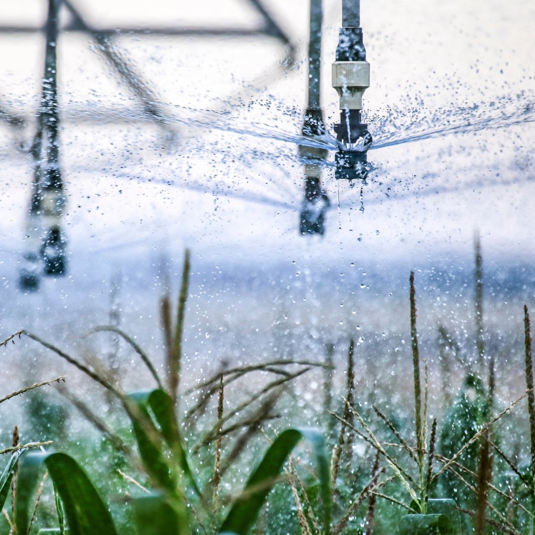 KSUTAPS's tweet photo. 🌱 We're thrilled to launch our new X account dedicated to TAPS - Testing Ag Performance Solutions at Kansas State University! 💡

Follow us for updates, insights, and stories from the frontlines of agricultural technology and input efficiency in KS. 🚜 

#KSUTAPS #WKREC #TAPS https://t.co/0UwqPWuELw
