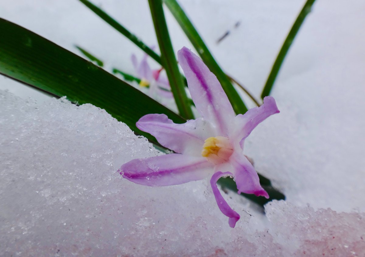 When Spring and Winter collide... #SpringWinter #WinterInSpring #flowers