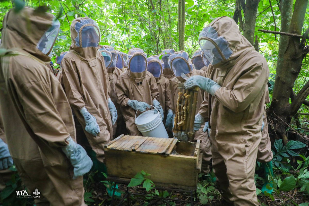 🐝@IITA_CGIAR empowers communities with eco-friendly beekeeping techniques, highlighting bees' crucial role in pollination, food production, and ecosystem balance. More: on.cgiar.org/4amX1JS #Environment #Ecosystem #Sustainability