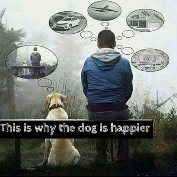 This is why the #dog is #happier.

#Dogs #BestFriend #LoveDogs #GoodDog #HappyDog #DogsAreLove