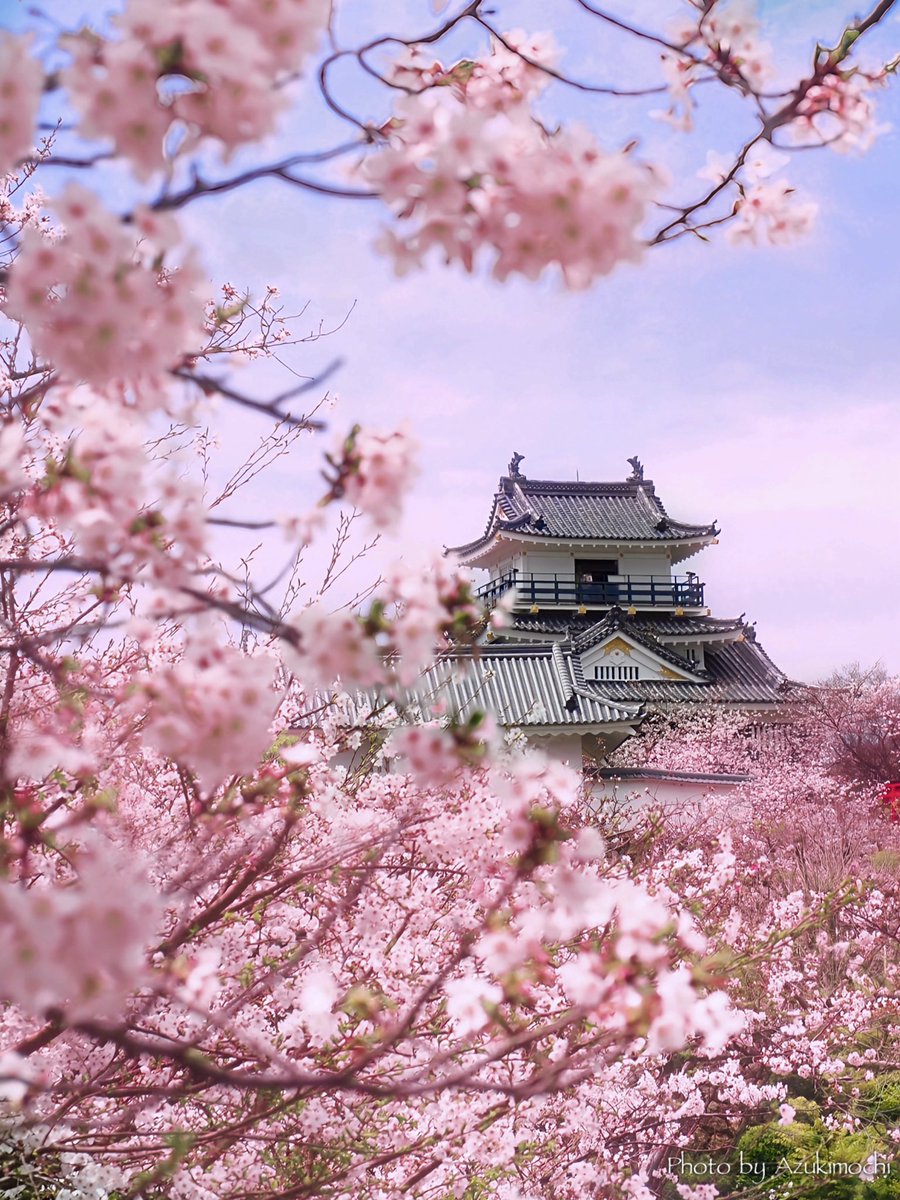 azukimochi_room's tweet image. 昨日の浜松城です

桜が満開でした