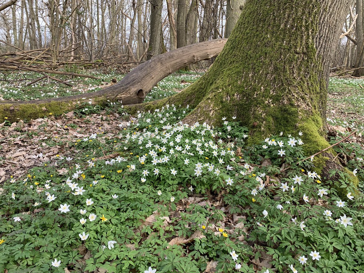 Peak wood anemone & Moschatel day! 💚
#ancientwoodland #stourvalley @Natures_Voice