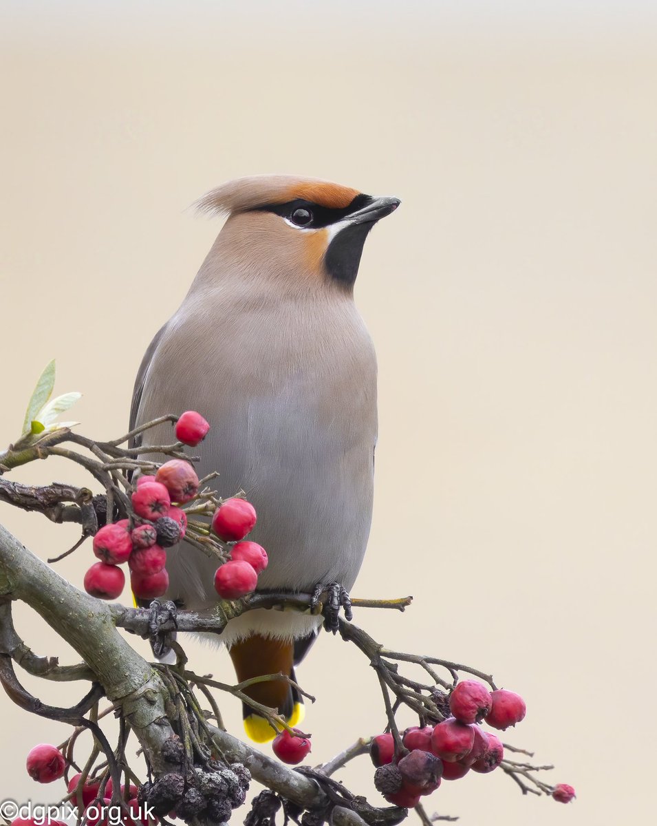 Nice to still have one Waxwing in Portadown town centre, wonderfully engaging birds #birds #photography #wildlife #nature #NaturePhotography