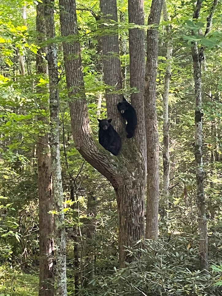 Stay 50 yards away from wildlife. Follow the speed limit to avoid killing wildlife. Respect their distance. If you wish to take a photo remain inside your car and do not block traffic. NPS Photo Image description: Two black bears, a sow and her cub, in a tree.