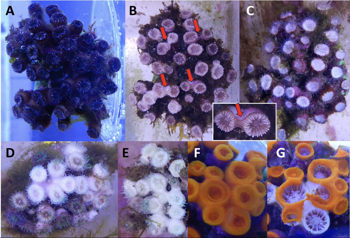 Carbonne Chloé tweet media