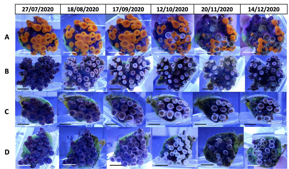 Carbonne Chloé tweet media