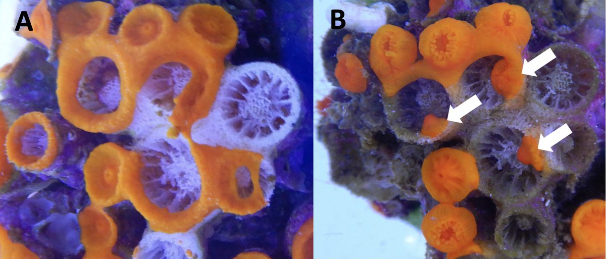 Do you want to know more about the response of Mediterranean #corals to #oceanwarming and #marineheatwaves? Read our new paper on @royalsociety doi.org/10.1098/rsos.2 and see how +3.2°C induces bleaching and necrosis and which are the recovery strategies of the two coral species