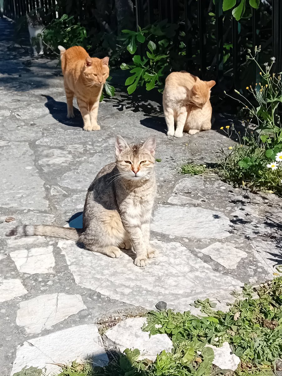 Important cat business