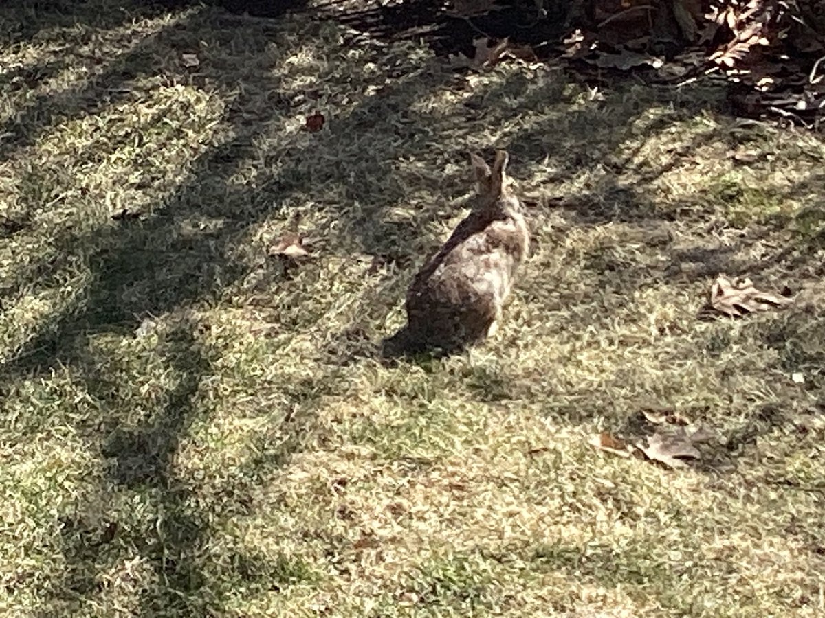 rex88ter's tweet image. Monday doing spring yard work with a little buddy, Thursday this. No need for the gym this morning. Cardio shovelling day it is. #aprilchallenge and a good stretch @321gaux