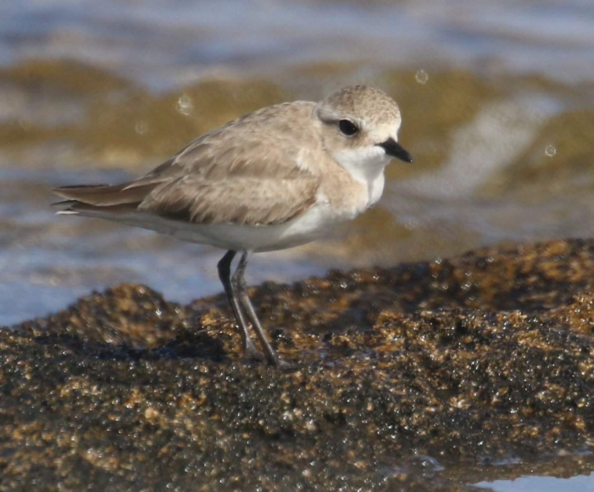 Tibetan Sandplover @ Paphos headland today. @shelister @birdsaroundcy Cyprus.