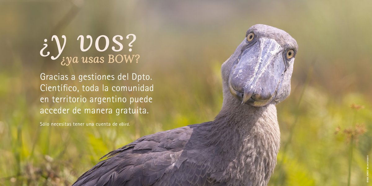 Departamento Científico · Aves Argentinas (@cienciaaves) on Twitter photo Descubre <a href="/birdsoftheworld/">Birds of The World: The Cornell Lab</a>, la enciclopedia digital de aves del mundo <a href="/CornellBirds/">Cornell Lab</a>. Accedé a información detallada sobre 11,017 especies de aves. ¡Acceso gratuito en Argentina gracias a <a href="/CienciaAves/">Departamento Científico · Aves Argentinas</a> y <a href="/AvesArgentinas/">Aves Argentinas</a>! 👉birdsoftheworld.org
<a href="/eBirdArg/">eBird Argentina</a> <a href="/Team_eBird/">eBird</a> <a href="/MerlinBirdID/">Merlin Bird ID</a> Descubre <a href="/birdsoftheworld/">Birds of The World: The Cornell Lab</a>, la enciclopedia digital de aves del mundo <a href="/CornellBirds/">Cornell Lab</a>. Accedé a información detallada sobre 11,017 especies de aves. ¡Acceso gratuito en Argentina gracias a <a href="/CienciaAves/">Departamento Científico · Aves Argentinas</a> y <a href="/AvesArgentinas/">Aves Argentinas</a>! 👉birdsoftheworld.org
<a href="/eBirdArg/">eBird Argentina</a> <a href="/Team_eBird/">eBird</a> <a href="/MerlinBirdID/">Merlin Bird ID</a>
