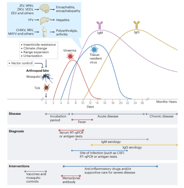 NEW Review: Generating prophylactic immunity against arboviruses in vertebrates and invertebrates bit.ly/3TFiWVE by @daniel_rawle, Leon Hugo, Abigail Cox, Gregor Devine & @AndreasSuhrbier @QIMRB_Institute #dengue #YellowFever #Zika #chikungunya