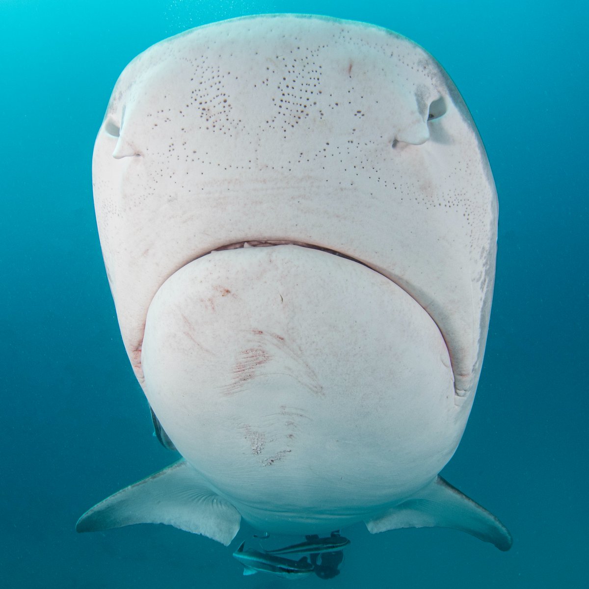 What are those dots on this tiger shark’s nose? 🔍 No, they’re not blackheads! These dark spots are electroreceptor organs called “ampullae of Lorenzini.” They detect other living organisms and help sharks hunt their prey. 📸: Julian Gunther