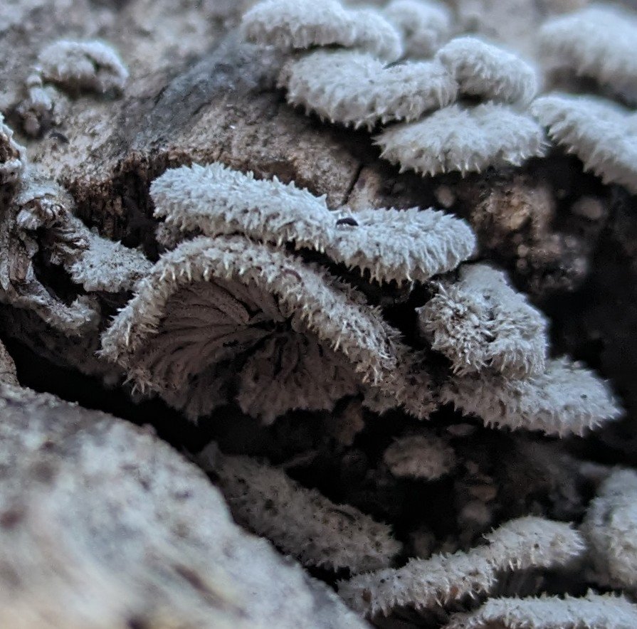 Fuzzy little Split Gill mushrooms (Schizophyllum commune) #mushroom #fungi #newyork