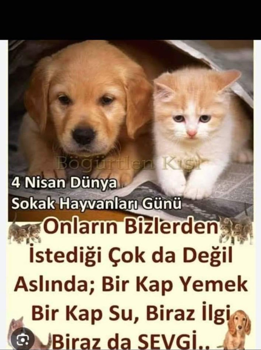 Onlarsız bir hayat olamaz 🐶🐱❤️
#4NisanSokakHayvanlarıGünü