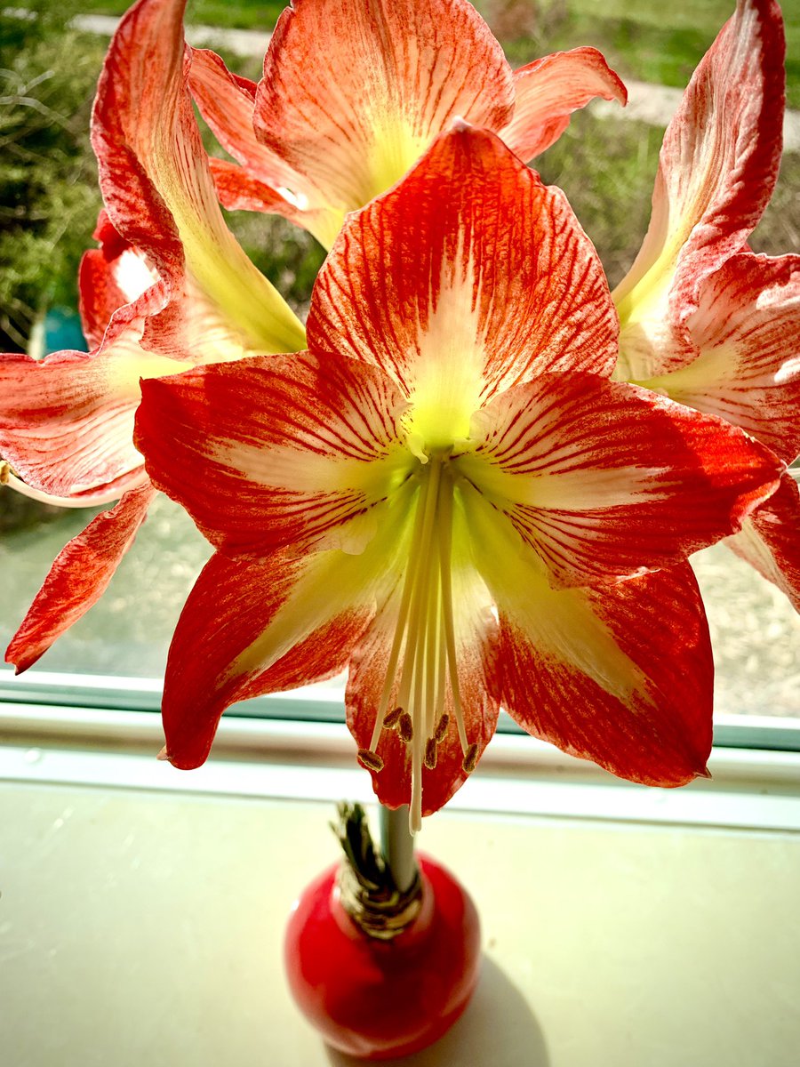 Tulip season is almost here; But our #amaryllis beauties feed our fresh #flower love during fall and winter each year! 🌺 📸 #mitchandmarcyphotos #flowerphotography #ThePhotoHour #Bloomaker #OaklandCounty #BloomfieldHills