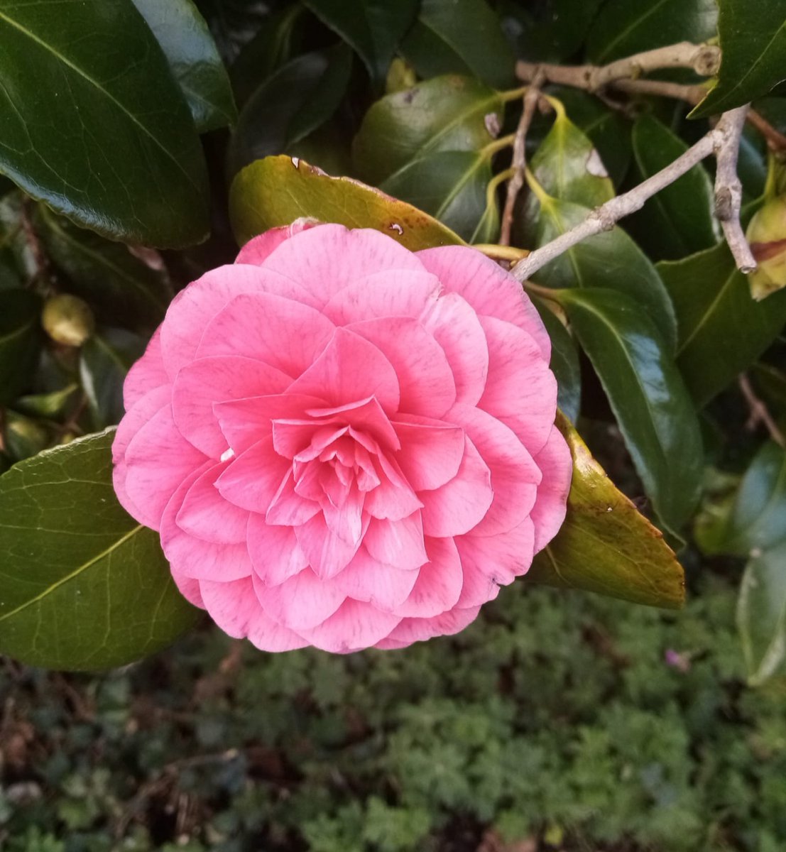 A pretty Camellia in bloom 🌸
#JoyInSpring