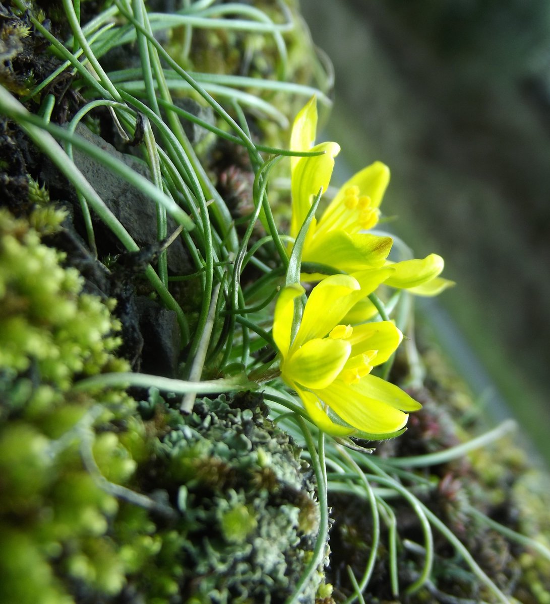 We're hiring! Do you have the skills, experience & enthusiasm to become our new Wales Officer? To help deliver our #NatureNetworks funded Priority Plants on SSSIs project ? Check out the job description & apply before 21st April: bsbi.org/wales-officer-… #RhwydweithiauNatur